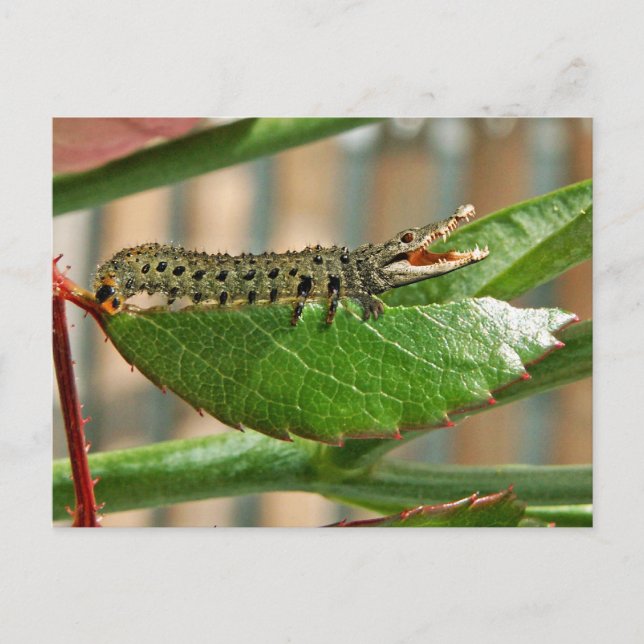 Carte postale crocopillaire (Devant)
