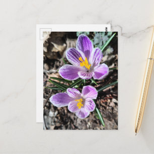 Carte Postale Crocos violets Premières fleurs du printemps