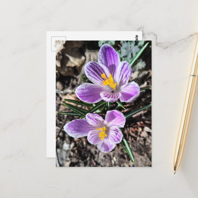 Carte Postale Crocos violets Premières fleurs du printemps (Devant/Arrière en situation)