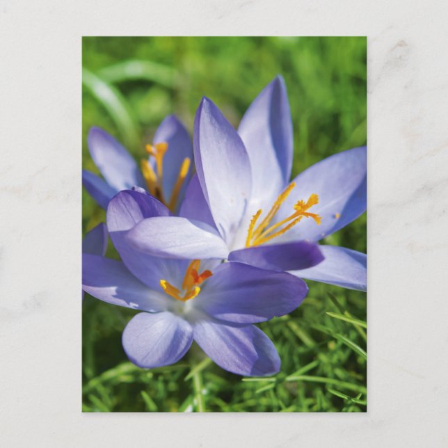 Carte Postale Crocus (Devant)