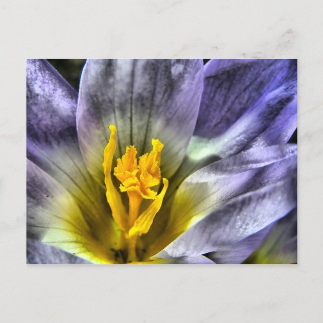 Carte Postale Crocus (Devant)