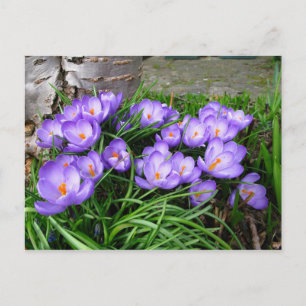 Carte Postale Crocus