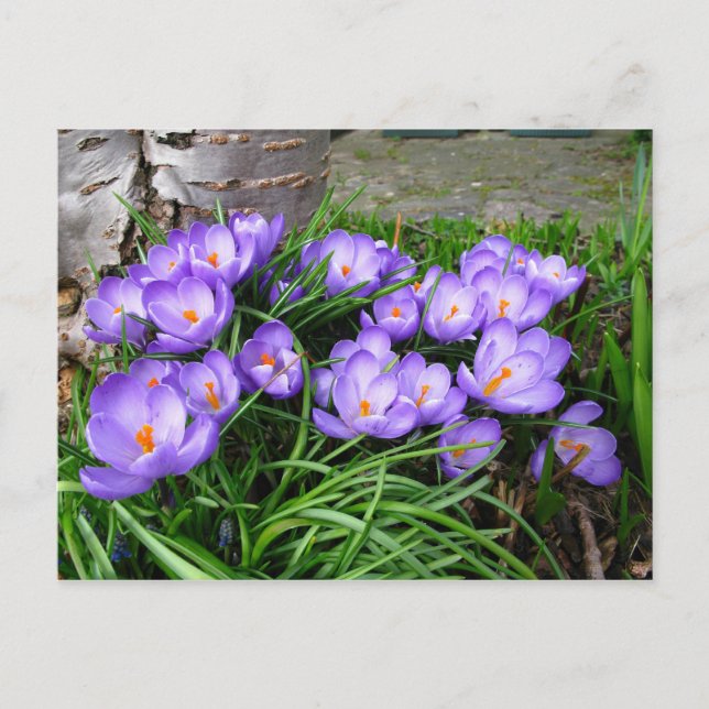 Carte Postale Crocus (Devant)