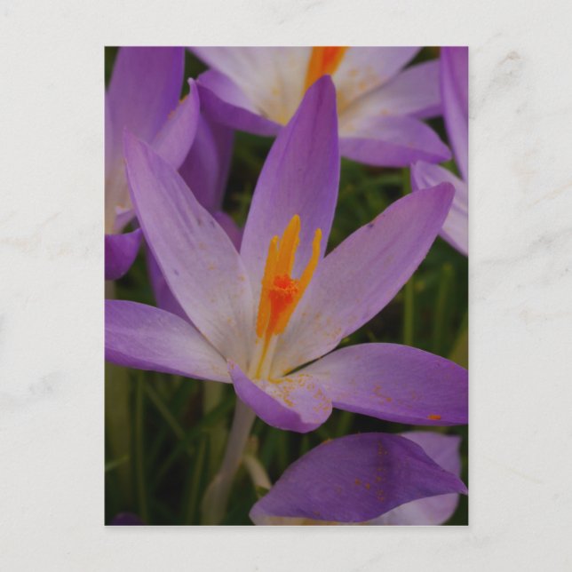 Carte postale Crocus (Devant)
