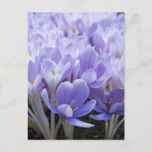 Carte postale Crocus