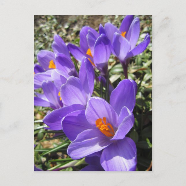 Carte Postale Crocus (Devant)