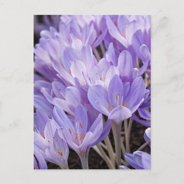 Carte postale Crocus (Devant)