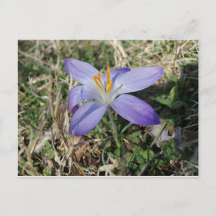 Carte Postale Crocus