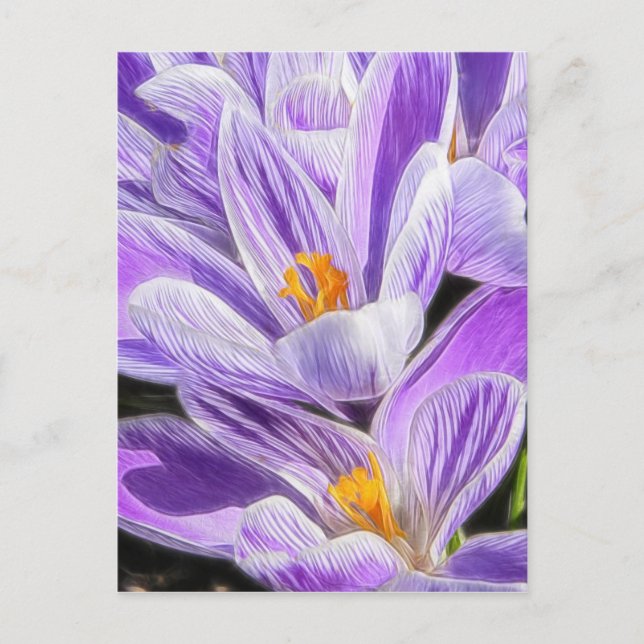 Carte Postale Crocus à rayures pourpres pérennes (Devant)