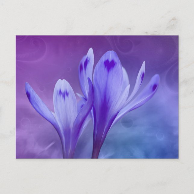 Carte Postale crocus bleu (Devant)