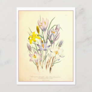 Carte Postale Crocus Botanical Illustration Vintage