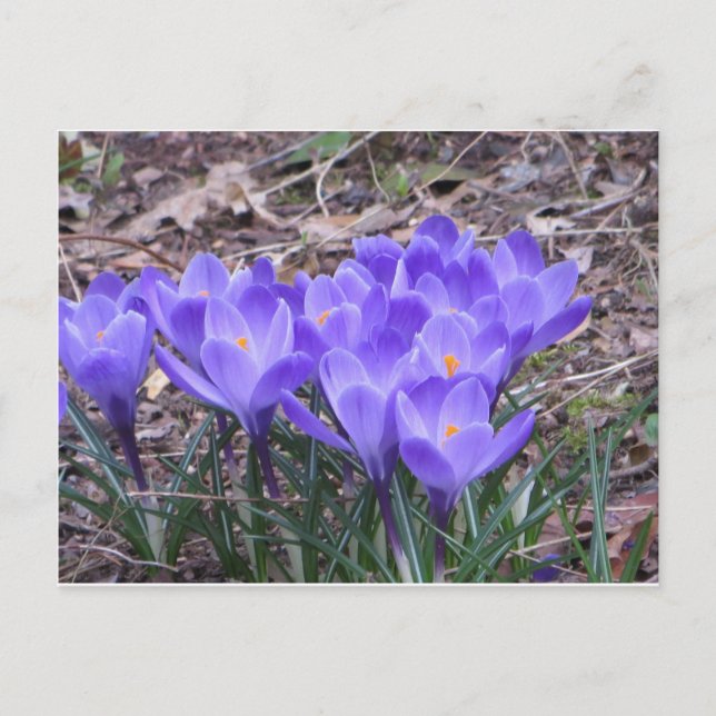 Carte Postale Crocus Bunch (Devant)