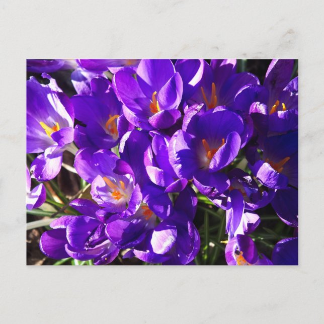 CARTE POSTALE CROCUS DE PRINTEMPS (Devant)