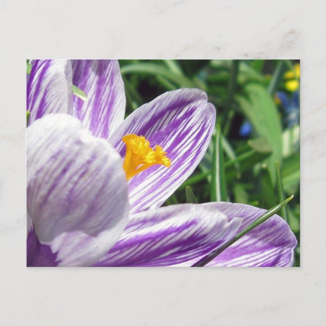 Carte Postale Crocus de printemps violet (Devant)