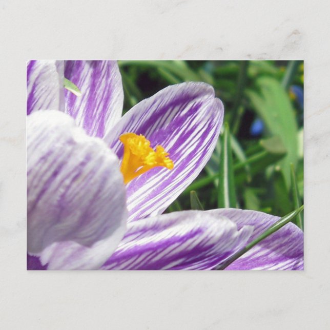Carte Postale Crocus de printemps violet (Devant)