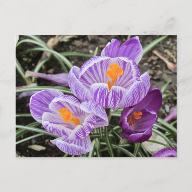 Carte Postale Crocus De Printemps Violet. (Devant)