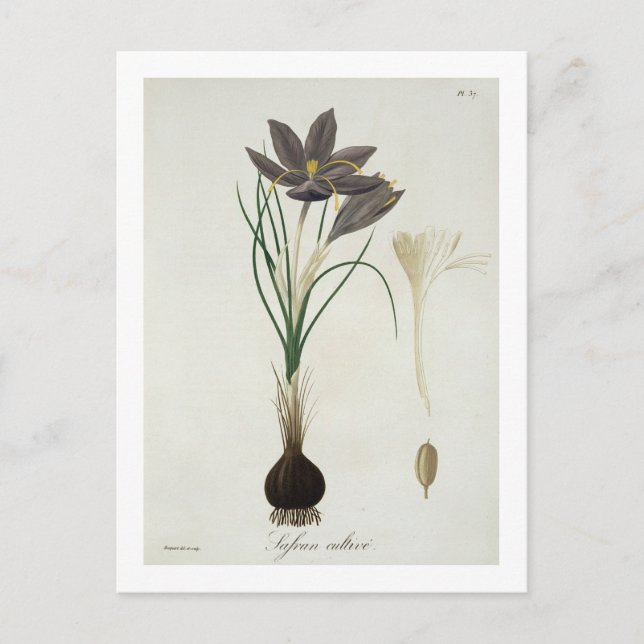 Carte Postale Crocus de safran de "Phytographie Medicale" par (Devant)