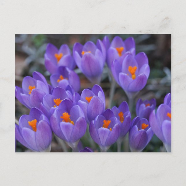 CARTE POSTALE CROCUS FLEURS (Devant)