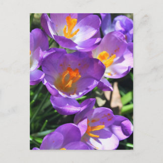 Carte Postale Crocus flowers.jpg