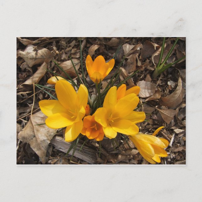 Carte Postale Crocus jaune (Devant)
