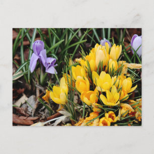 Carte Postale Crocus jaune avec accent vert