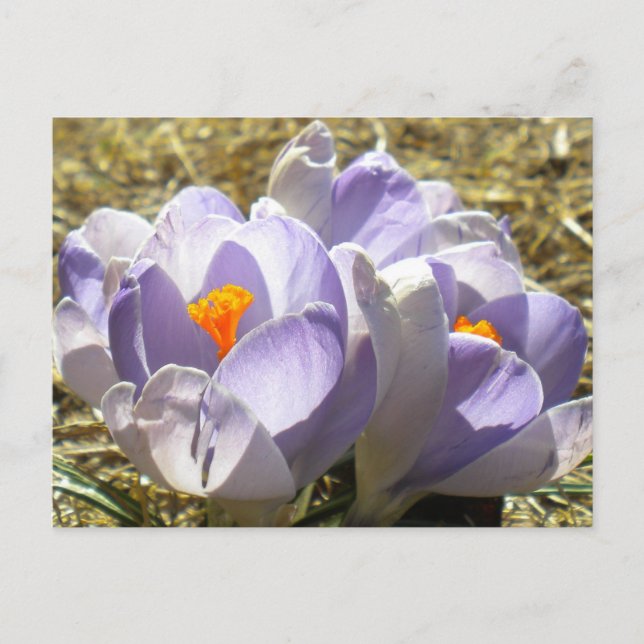 Carte postale Crocus pourpre (Devant)