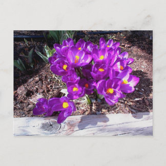 Carte postale Crocus pourpre