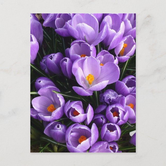 Carte Postale Crocus pourpre (Devant)