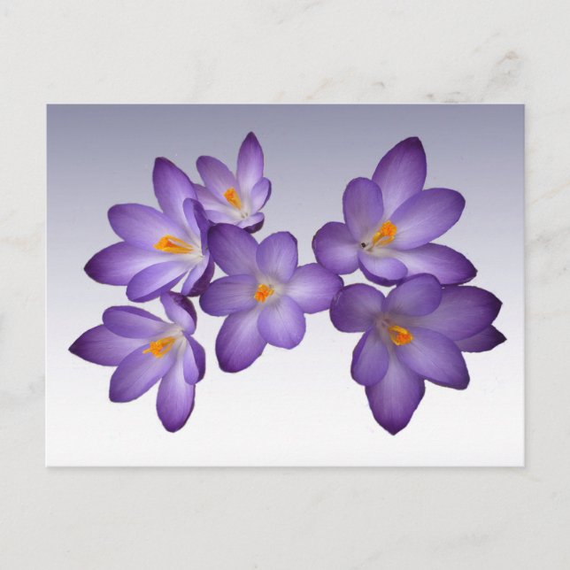 Carte postale Crocus pourpre (Devant)