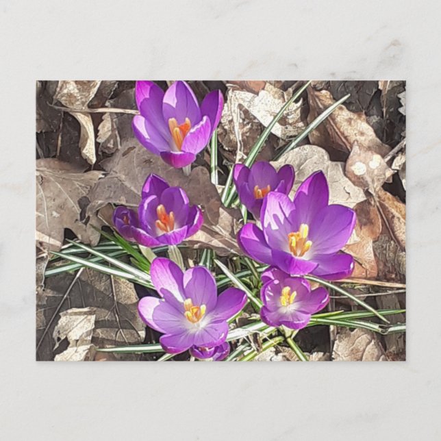 Carte postale Crocus pourpre (Devant)