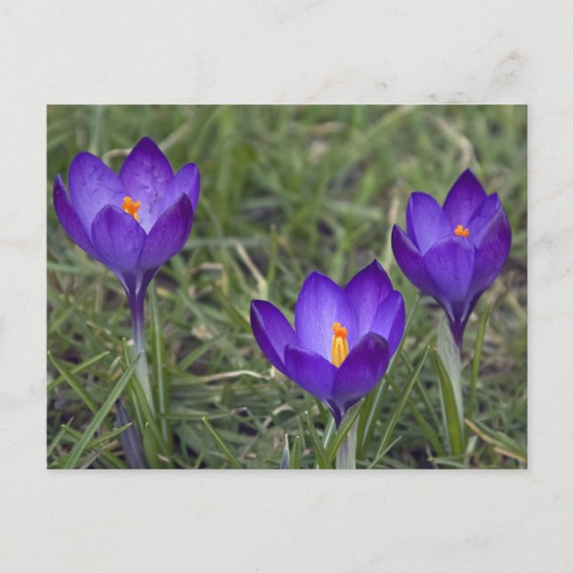 Carte Postale crocus pourpre (Devant)