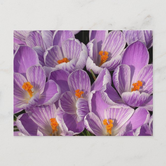 Carte Postale Crocus pourpres (Devant)