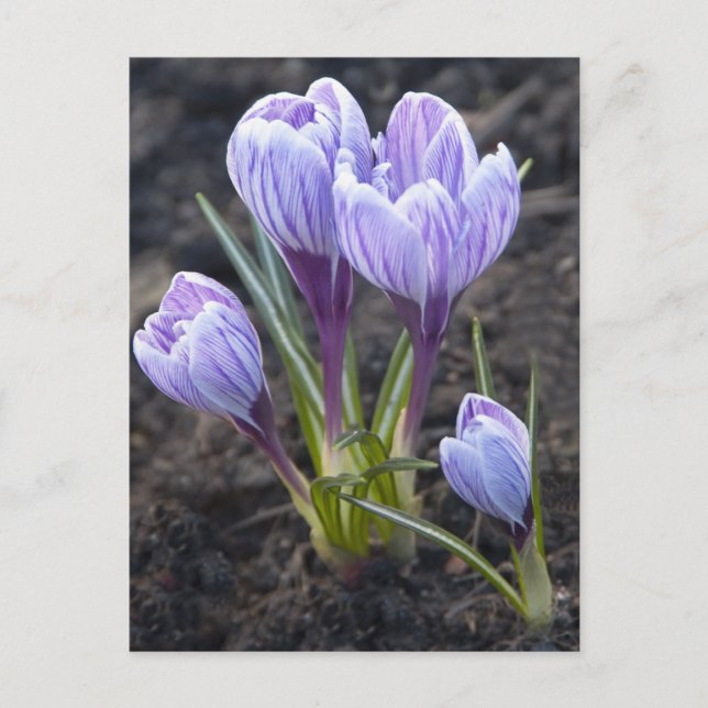 CARTE POSTALE CROCUS PURPLE DE PRINTEMPS (Devant)