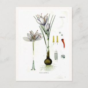 Carte Postale Crocus sativus