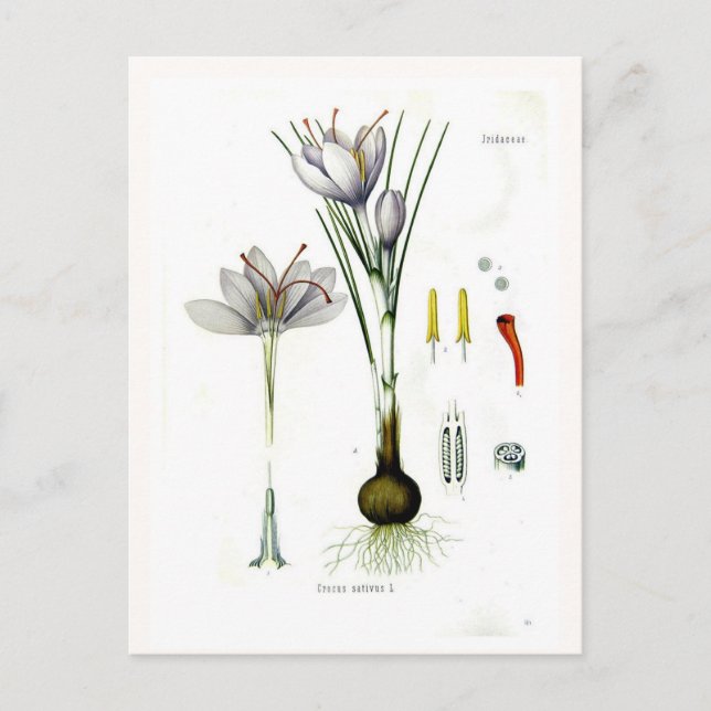 Carte Postale Crocus sativus (Devant)