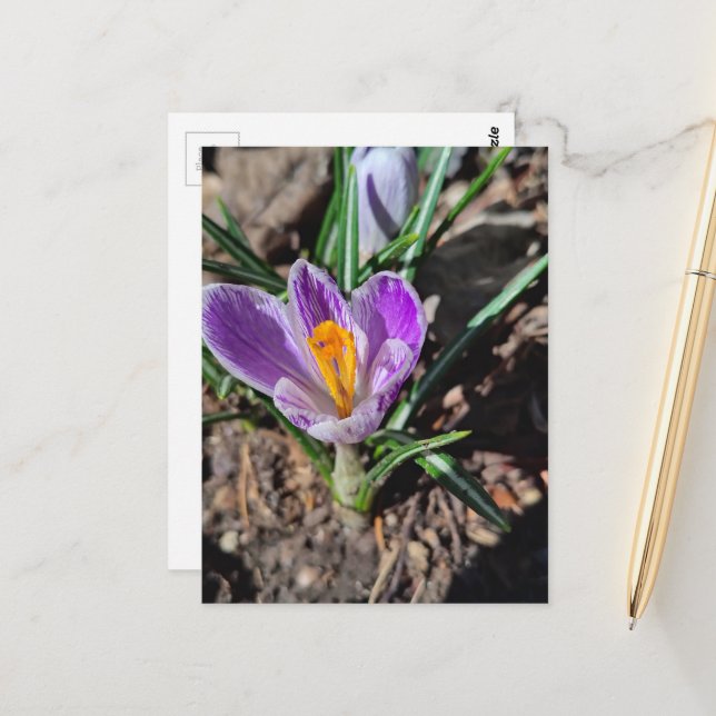 Carte Postale Crocus violet Première fleur de mars 2026 (Devant/Arrière en situation)