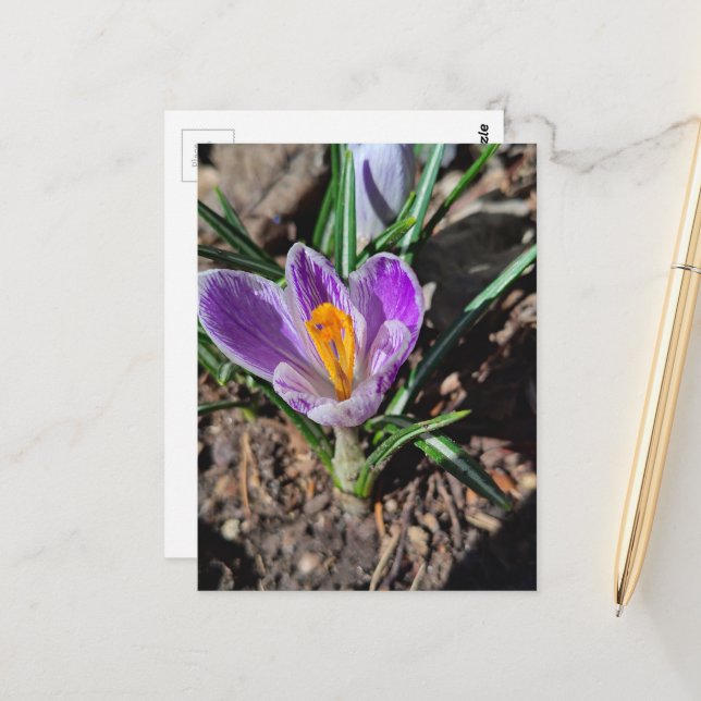 Carte Postale Crocus Violet Première Fleur du Printemps 2026 (Devant/Arrière en situation)