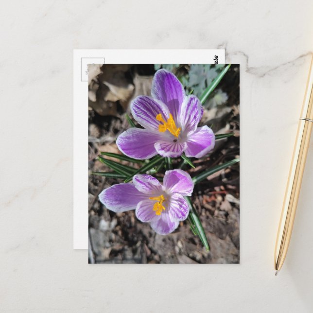 Carte Postale Crocus Violet Premières Fleurs du Printemps 2026 (Devant/Arrière en situation)