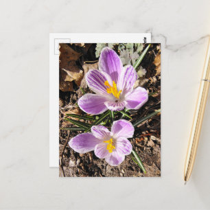 Carte Postale Crocus Violet Premières Fleurs du Printemps 2026