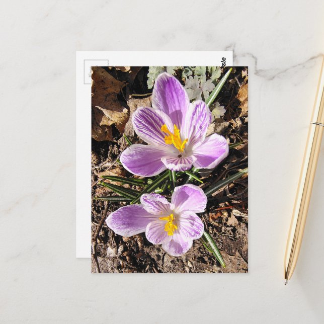 Carte Postale Crocus Violet Premières Fleurs du Printemps 2026 (Devant/Arrière en situation)