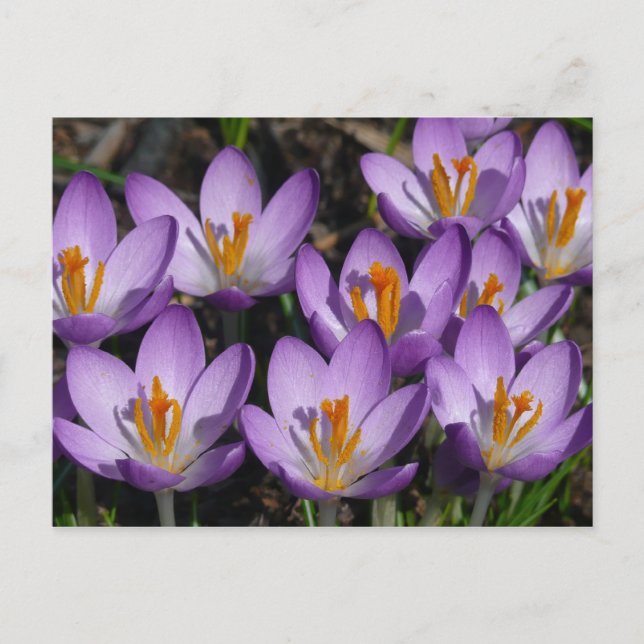 Carte Postale Crocus violets ensoleillés (Devant)