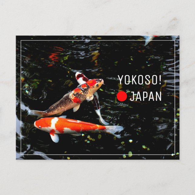 Carte Postale Croisement de poisson japonais Koi nishikigi (Devant)