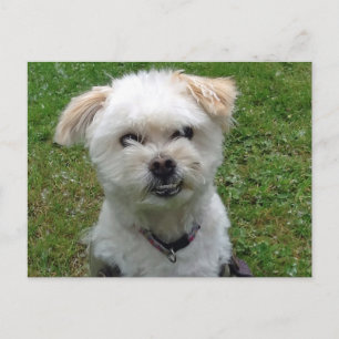 Carte postale croix de caniche souriante