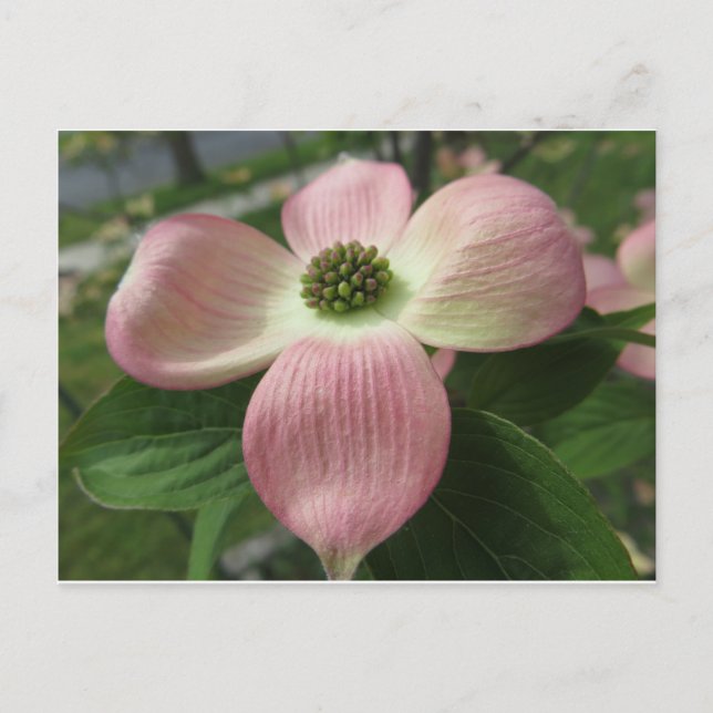 Carte Postale Croix de Dogwood (Devant)