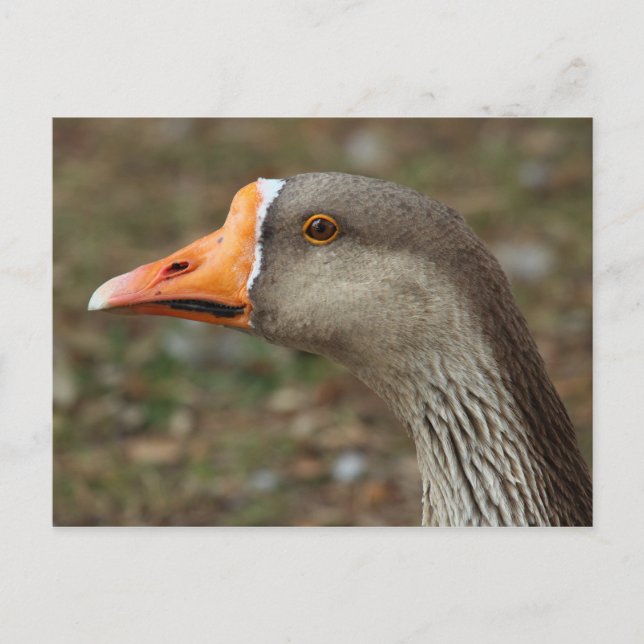 Carte Postale Croix du cygne gris (Devant)