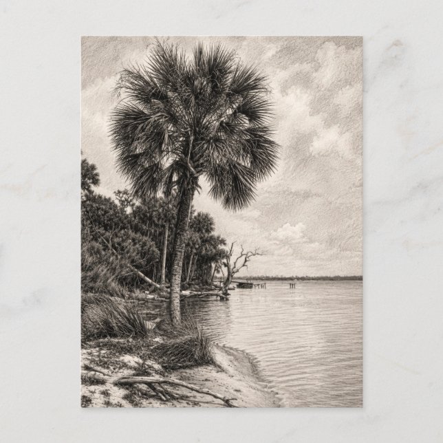 Carte Postale Croquis au graphite de l'ancienne côte de Floride  (Devant)