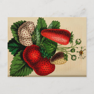 Carte postale Croquis Botanique Vintage aux fraise