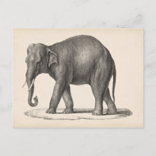 Carte Postale Croquis Brodtmann Elephant