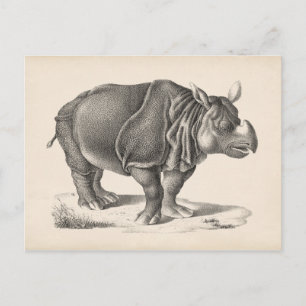 Carte Postale Croquis Brodtmann Rhinoceros