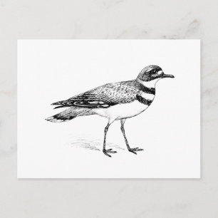 Carte Postale Croquis de Killdeer Bird
